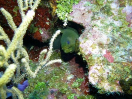 003 Green Moray IMG 5925